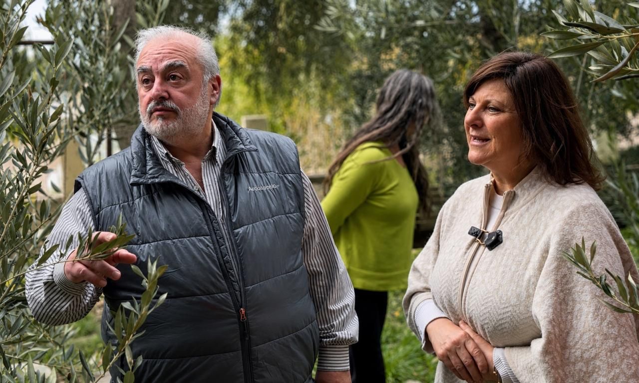 De Almería a Comodoro: los olivos centenarios que crecieron en el viento patagónico